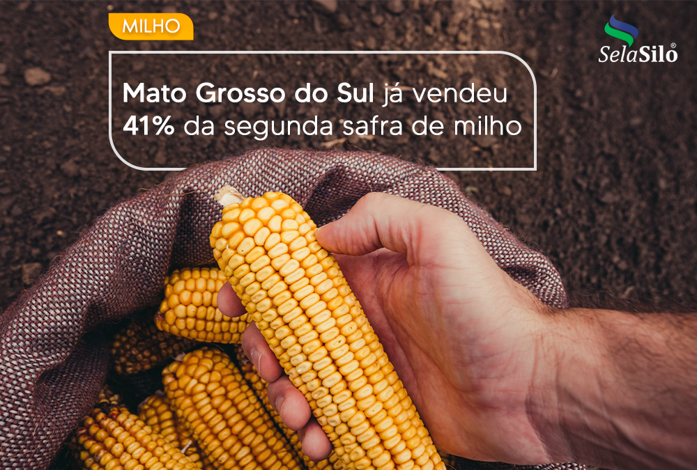 Mato Grosso do Sul já vendeu 41% da segunda safra de milho