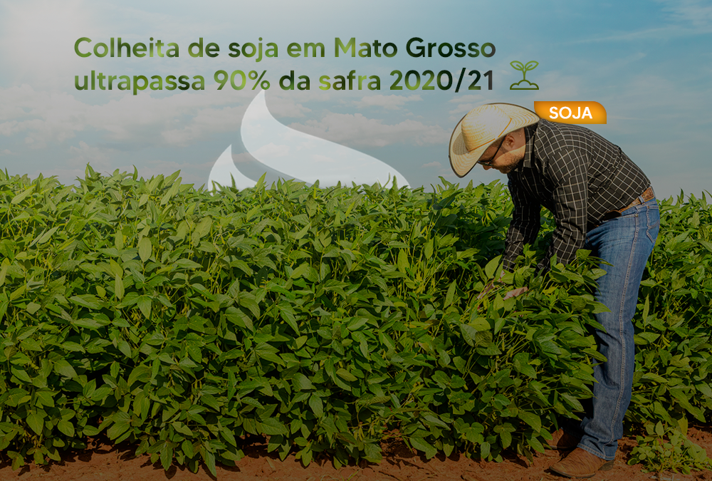 Colheita de soja em Mato Grosso ultrapassa 90% da safra 2020/21