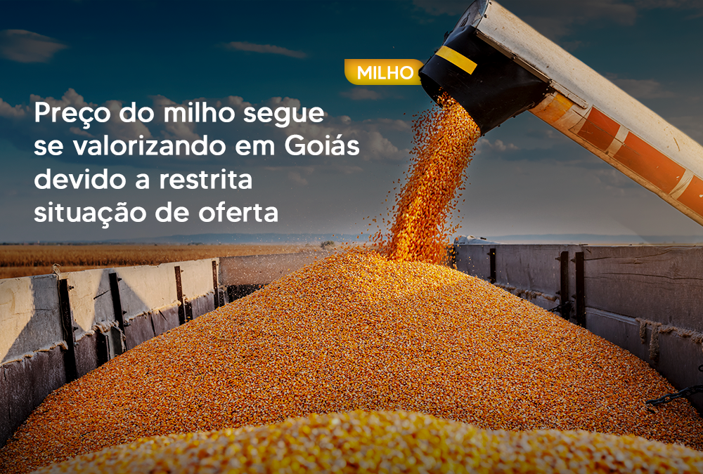 Preço do milho segue se valorizando em Goiás devido a restrita situação de oferta