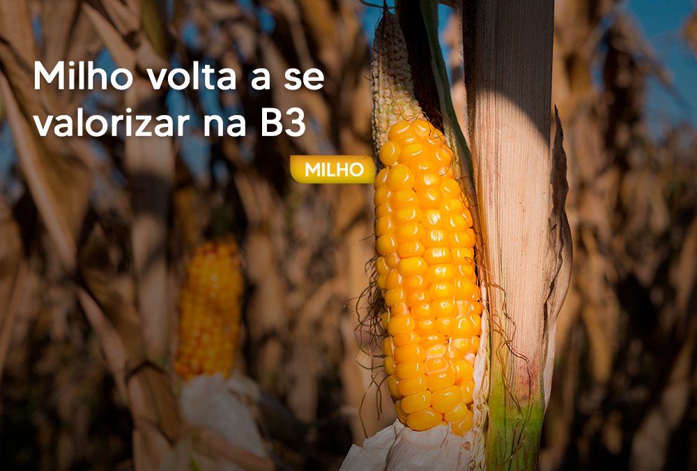 Milho volta a se valorizar na B3