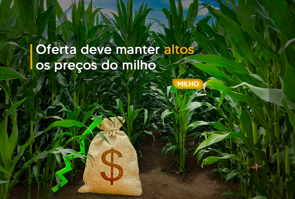 Oferta deve manter altos os preços do milho