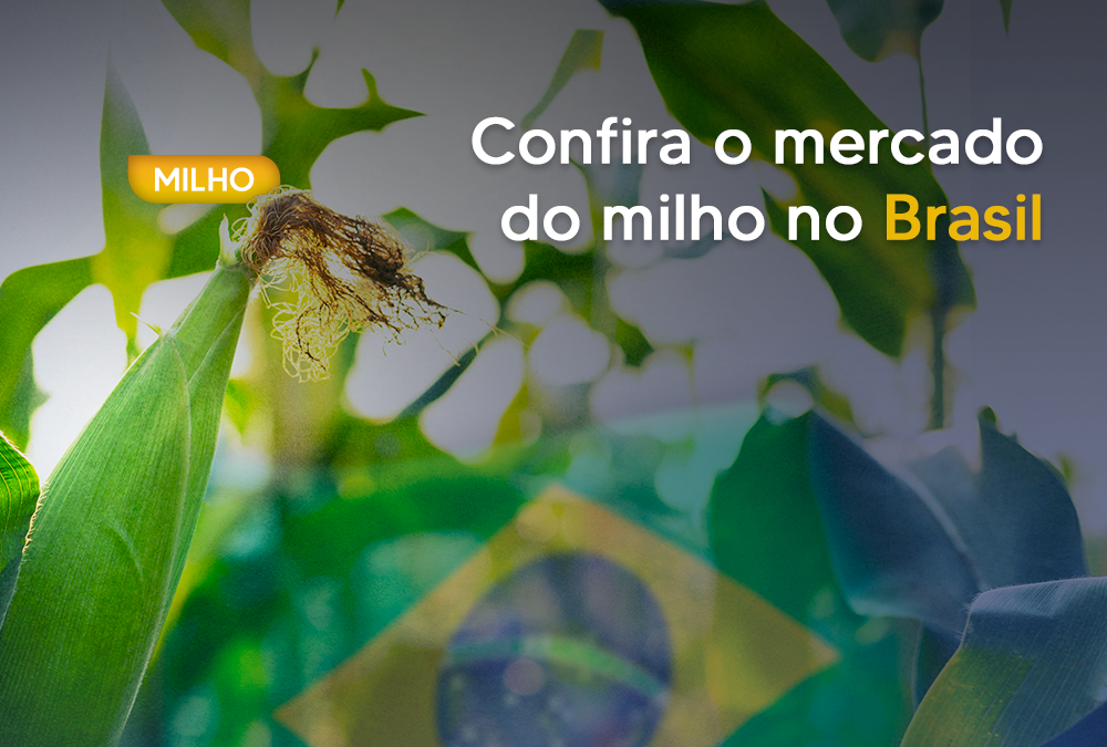 Confira o mercado do milho no Brasil