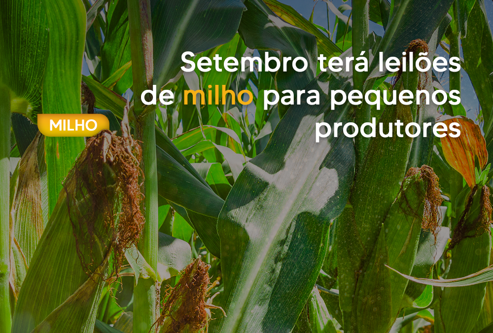 Setembro terá leilões de milho para pequenos produtores