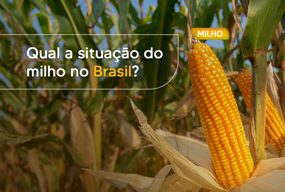 Qual a situação do milho no Brasil?