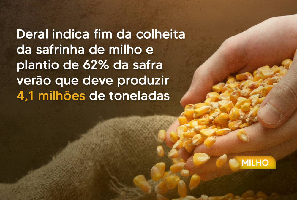 Deral indica fim da colheita da safrinha de milho e plantio de 62% da safra verão que deve produzir 4,1 milhões de toneladas