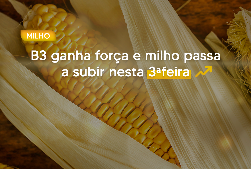 B3 ganha força e milho passa a subir nesta 3ªfeira