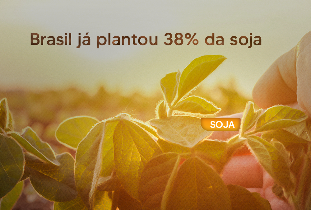 Brasil já plantou 38% da soja