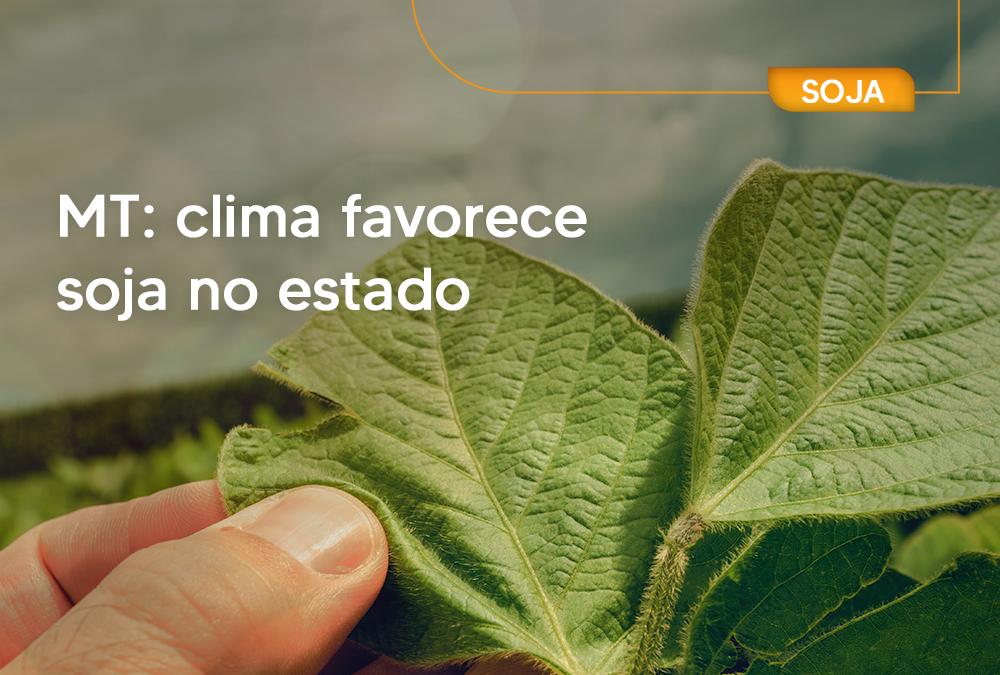 MT: clima favorece soja no estado