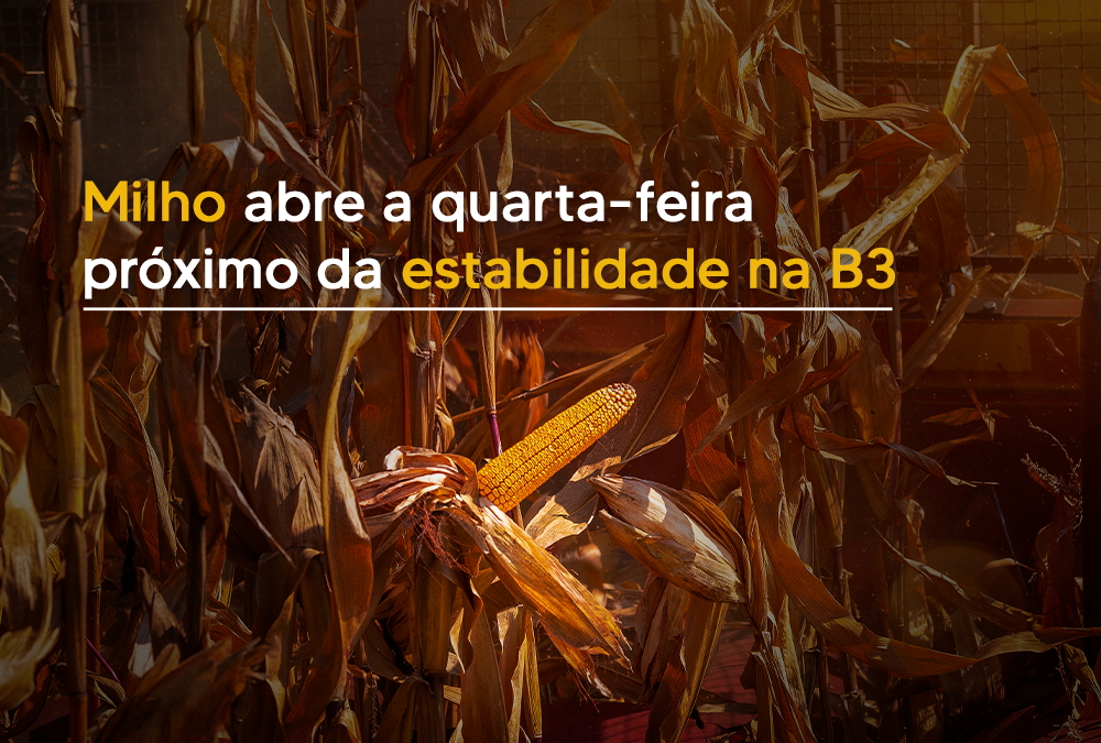 Milho abre a quarta-feira próximo da estabilidade na B3