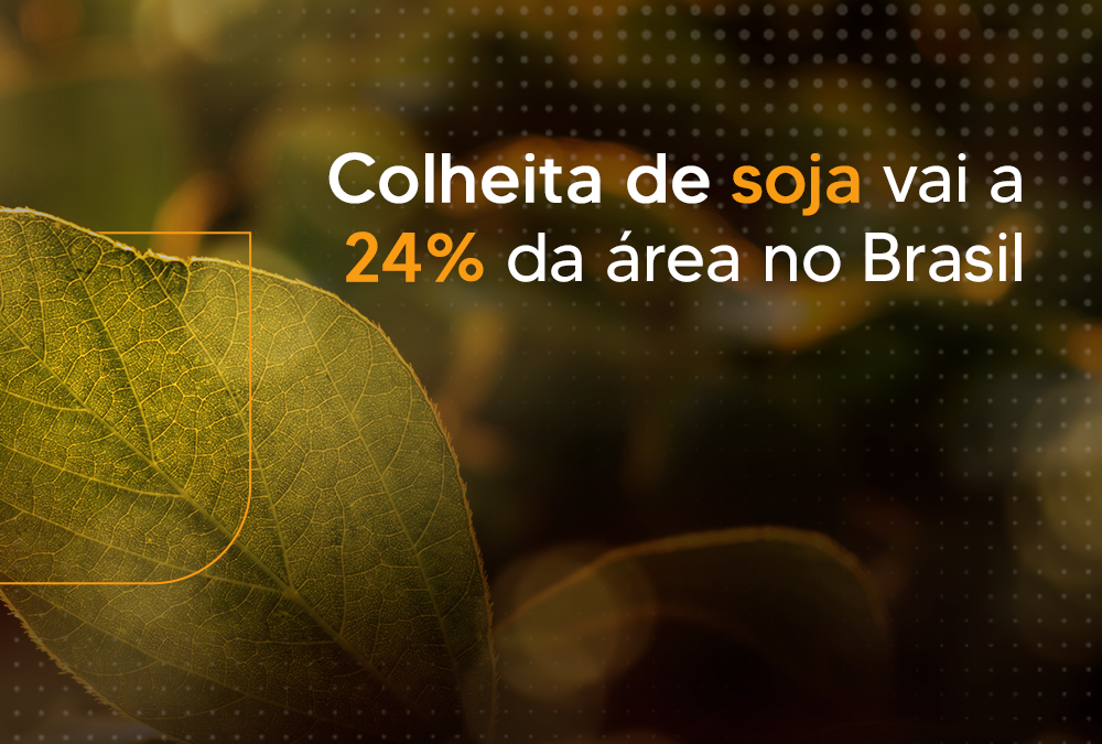 Colheita de soja vai a 24% da área no Brasil