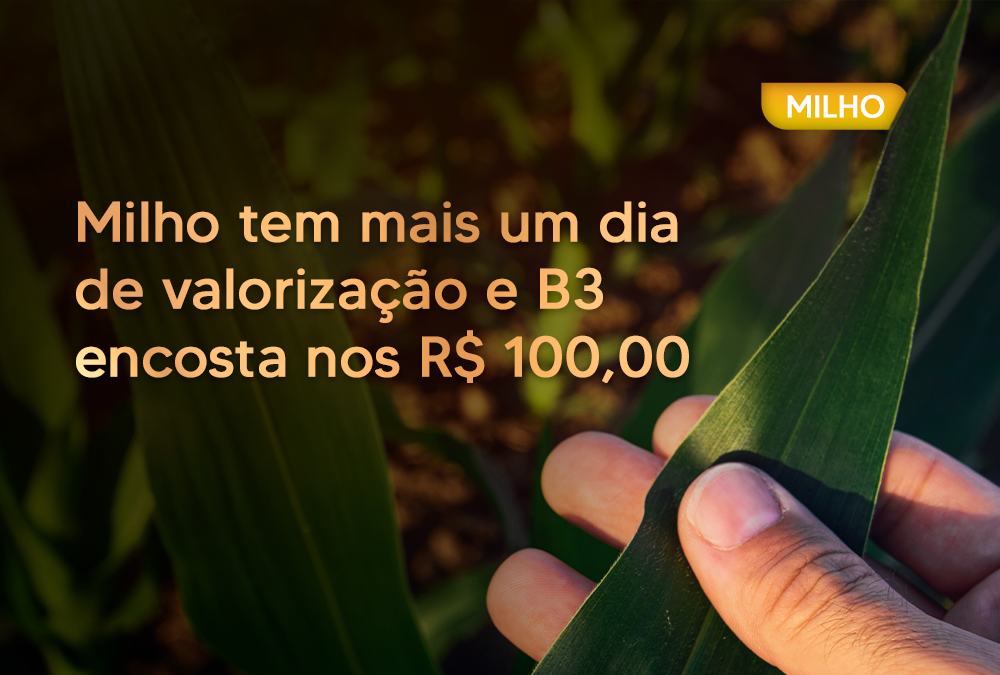 Milho tem mais um dia de valorização e B3 encosta nos R$ 100,00