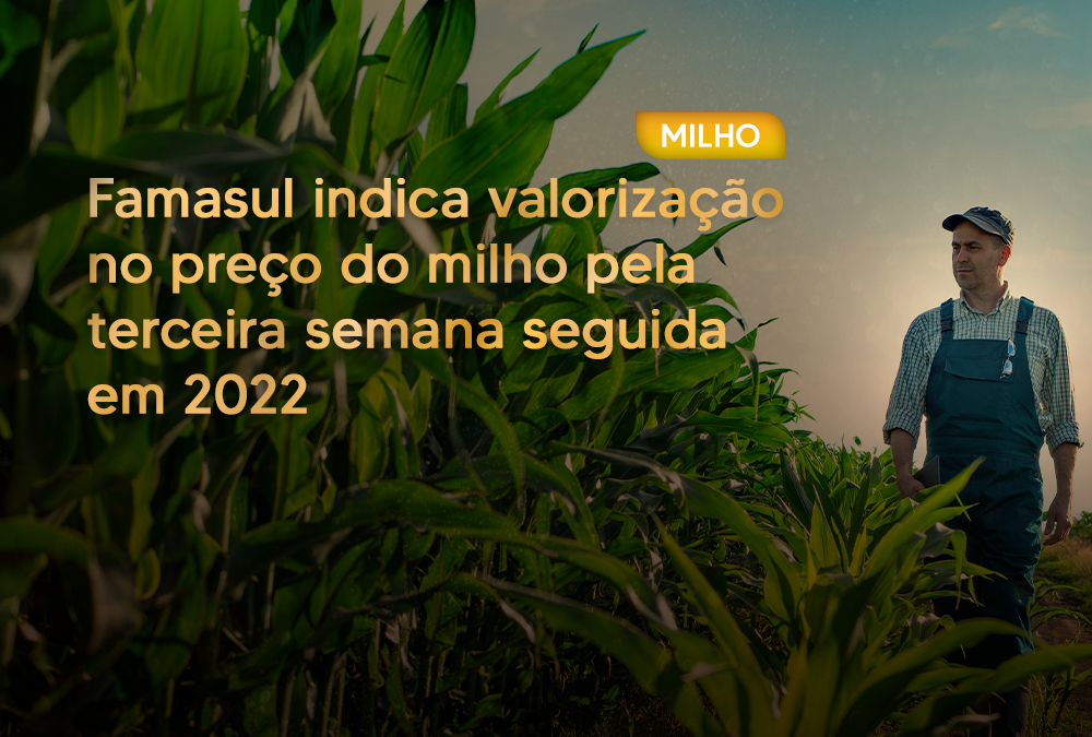 Famasul indica valorização no preço do milho pela terceira semana seguida em 2022