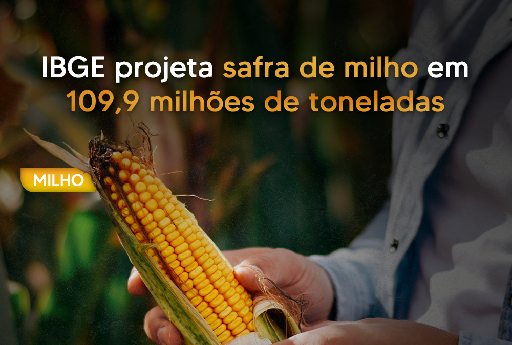 IBGE projeta safra de milho em 109,9 milhões de toneladas