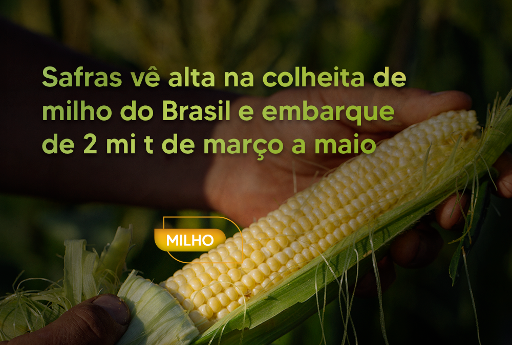 Safras vê alta na colheita de milho do Brasil e embarque de 2 mi t de março a maio