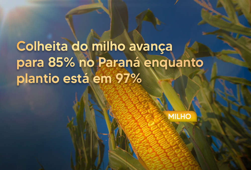 Colheita do milho avança para 85% no Paraná enquanto plantio está em 97%