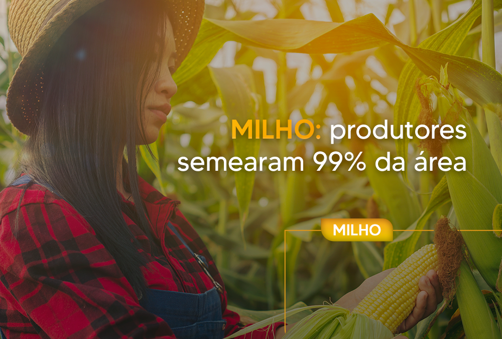 MILHO: produtores semearam 99% da área